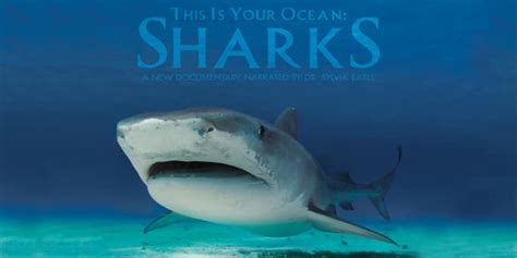 Great Documentaries About Sharks