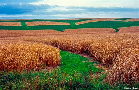 Iowa Cornfield | Iowa Farmlands | Steve Shames Photo Gallery