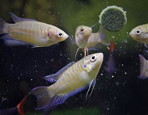 Discover Paradise Fish: A Beginner's Guide to Care and Keeping