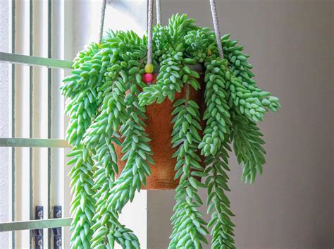 15 Trailing Succulents for Planting in Hanging Baskets - Hort Zone