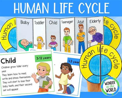 Human Life Cycle Foldable Sequencing Activity for Kids Printable US ...