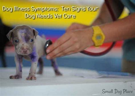 Dog Illness Symptoms: Ten Signs Your Dog Needs Vet Care