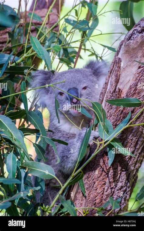 Koala bear eating leafs on eucalyptus tree Stock Photo - Alamy