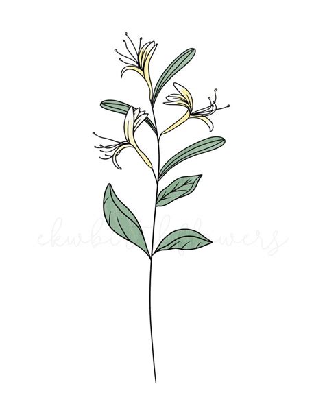 Honeysuckle Flower Line Drawing