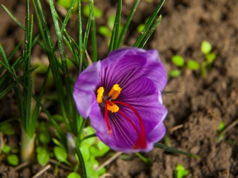 Growing Saffron: How To Grow Saffron Crocus Bulbs