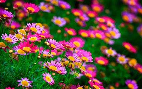 Wallpaper Pink flowers, daisies, summer 1920x1200 HD Picture, Image