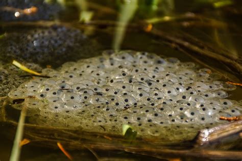 Biology: Life Cycle Of A Frog: Level 1 activity for kids | PrimaryLeap ...