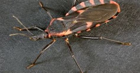 'Kissing bugs' are in Pa., but probably won't hurt you