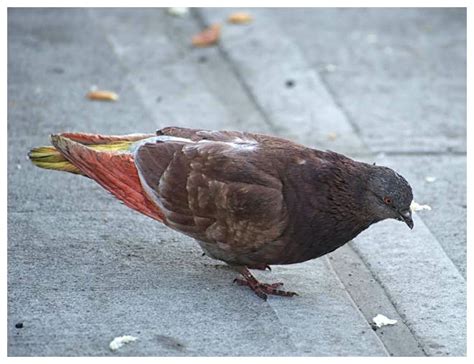 New York parrot-pigeon "hybrids" probably just dyed pigeons -- Society ...