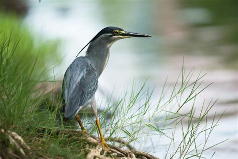 Striated heron (Butorides striata)