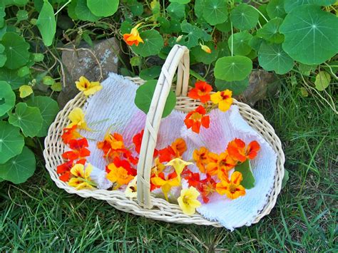 Tell Me A Story: NASTURTIUM, The Edible Flower