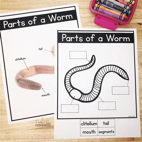 Try These Free Earthworm Activities with Your Class Today! - Natalie Lynn Kindergarten ...