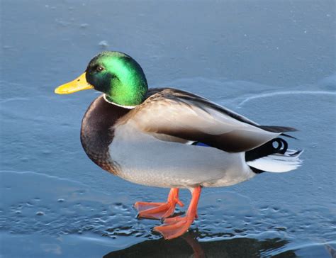 A Wandering Naturalist: Ontario: Ducks on Ice