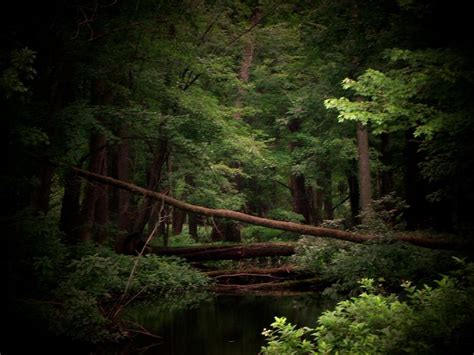 Indiana Forest Photograph by Michael L Kimble