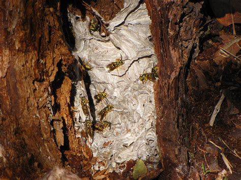 Eastern Yellow Jacket nest in Tree Stump | Kolokee Trail Tra… | Flickr