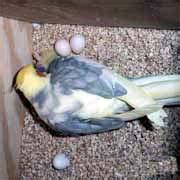 Cockatiels, egg laying process, chronic egg laying in cockatiels and single birds, female ...