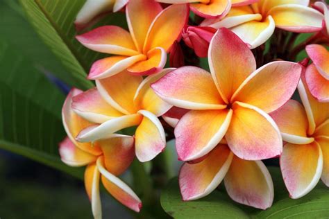 Everything You Need To Know About Plumeria in Hawaiʻi - Hawaii Magazine