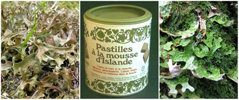 Lichens and therapeutic applications - Encyclopedia of the Environment