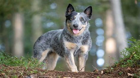 Essential Training Commands For Your Blue Heeler: Command Mastery