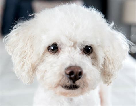 Bichon Frise Grooming Styles | DIY Dog Grooming