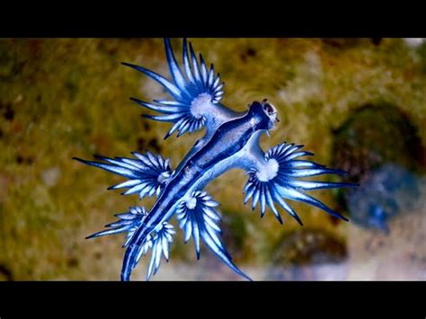 Glaucus Atlanticus Sea Slug Hoax