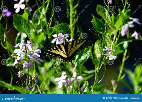 Swallowtail Butterfly in the Garden. Stock Photo - Image of butterfly, biology: 149597158