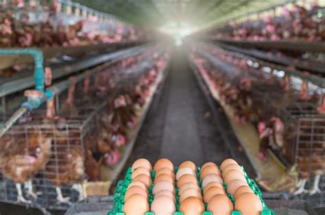 Maximizing Efficiency: How to Optimize Chicken Farm Operations