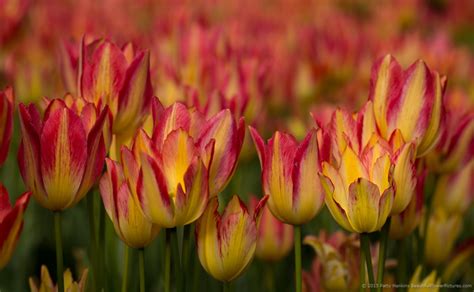 Pink and Yellow Tulips | Beautiful Flower Pictures Blog