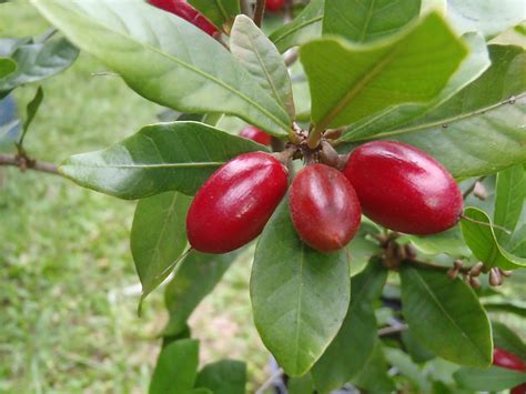 The Curious Case of the Fruit That Transforms Sour to Sweet