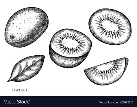 Set hand drawn black and white kiwi Royalty Free Vector