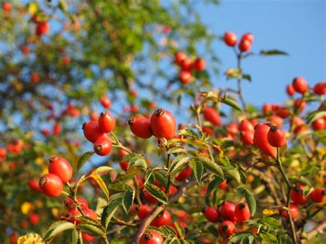 Rosa canina: proprietà, usi e controindicazioni