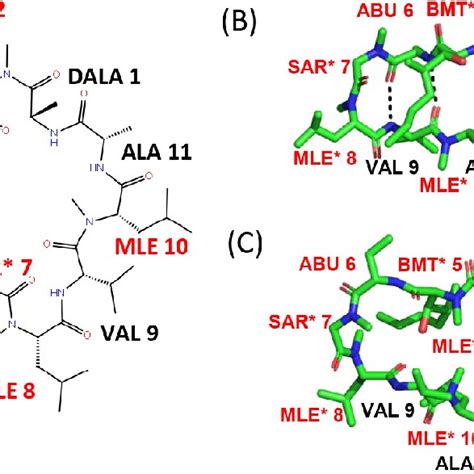 Structures of cyclosporin A. (A) The chemical structural formula of... | Download Scientific Diagram