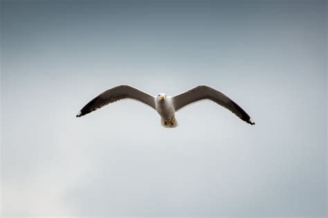 1440x900 wallpaper | white and brown seagull | Peakpx