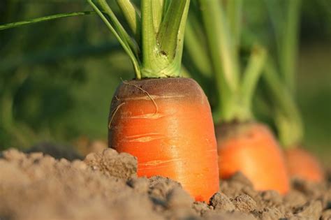 Good and Bad Carrot Companion Plants - Dre Campbell Farm