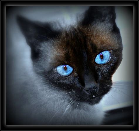 Siamese Cat Eye Color