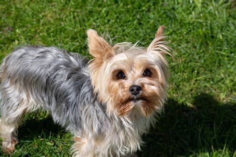 Yorkshire Terrier Dog Breed Facts & Information | Rover.com