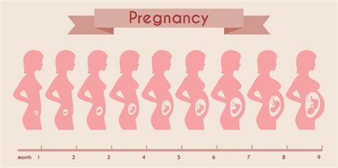 1 Month Pregnant Baby Size – Learn About it Here | New Baby Time