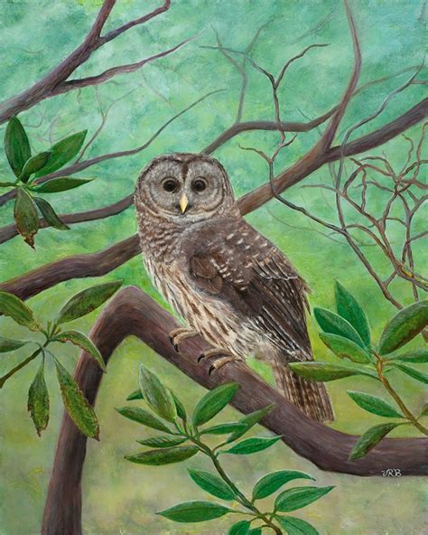 Father's Day Gift Barred Owl Giclee Print Fine Art - Etsy