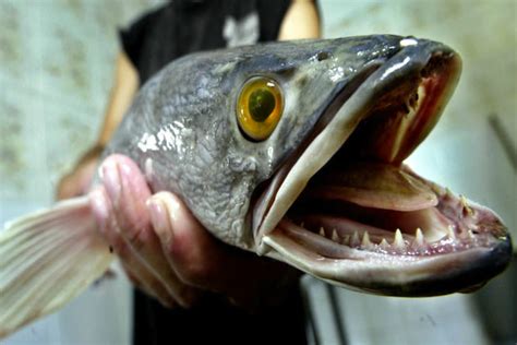 Invasive predator fish that can live outside water hunted in Central Park | The Sideshow - Yahoo ...