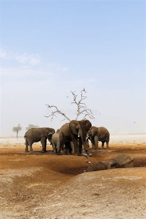 Elephants Mourning Their Dead Stock Photo - Image of carcase, caring ...