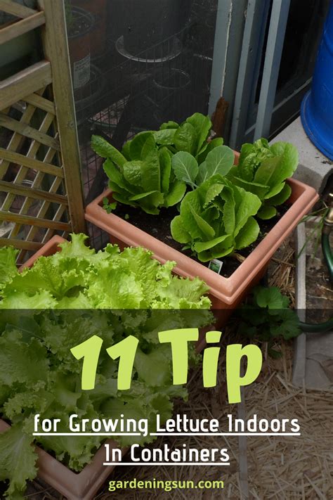 11 Tips for Growing Lettuce Indoors In Containers in 2020 | Growing ...