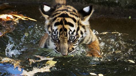 Adorable! Tiger cubs learn to swim (the hard way) - TODAY.com