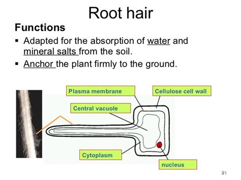 Chapter 2 cells 2011