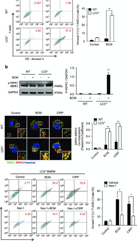 Autophagy prevents fragmented mtDNA-induced macrophage necroptosis. (a ...