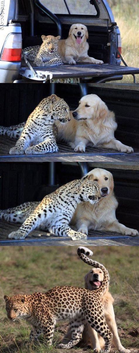 Funny Animal Couples (104 pics) - Izismile.com