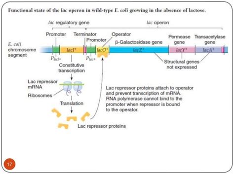 Gene regulation in prokaryotes