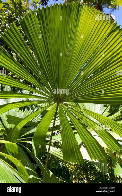 Fan palm leaves hi-res stock photography and images - Alamy