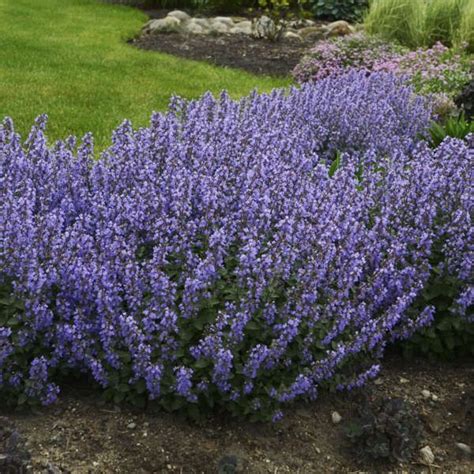 Deer and Rabbit Resistant Perennials | Drought tolerant perennials, Deer resistant perennials ...