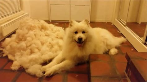 Samoyed Grooming | Dog grooming salons, Grooming, Samoyed