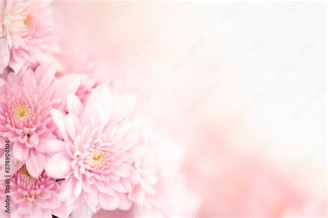 Nature of pink flower in garden using as cover page background natural ...